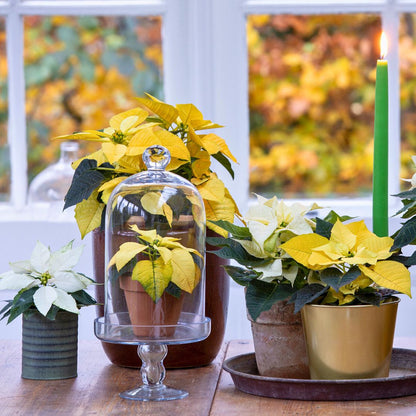 'Golden Frond' Poinsettia
