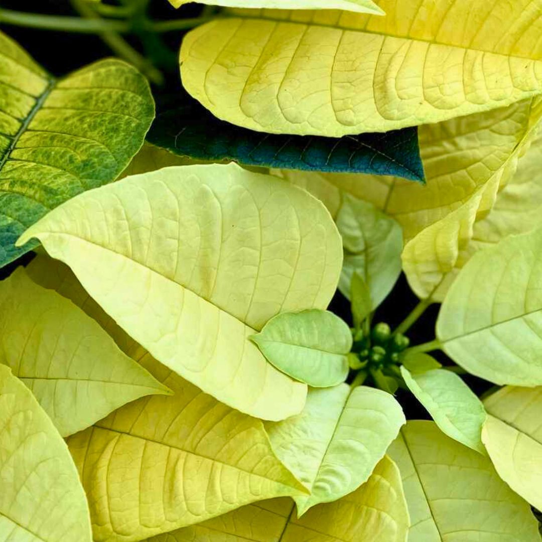 'Golden Frond' Poinsettia