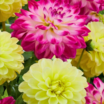 Dahlia 'Lemon Sorbet' Collection - Spring Bulb 🌱