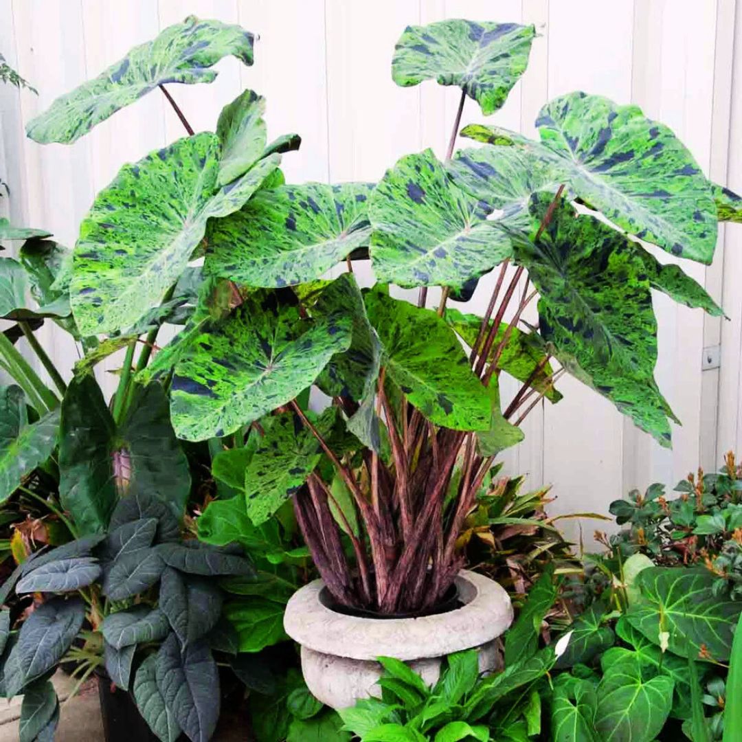 Mojito Elephant Ear - Spring Bulb 🌱