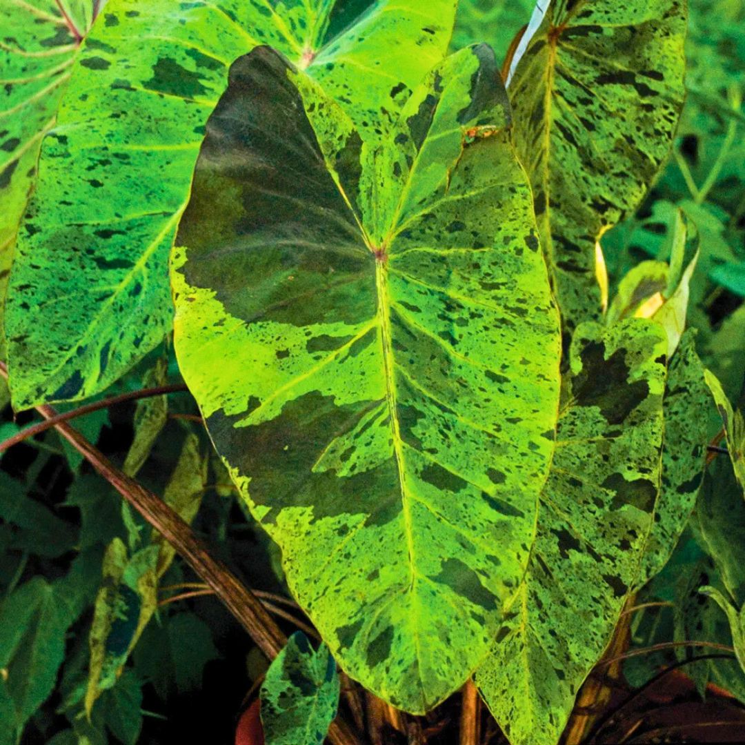 Mojito Elephant Ear - Spring Bulb 🌱