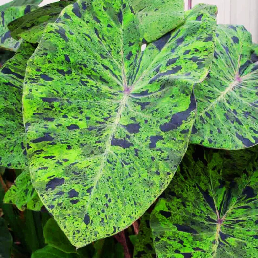 Mojito Elephant Ear - Spring Bulb 🌱