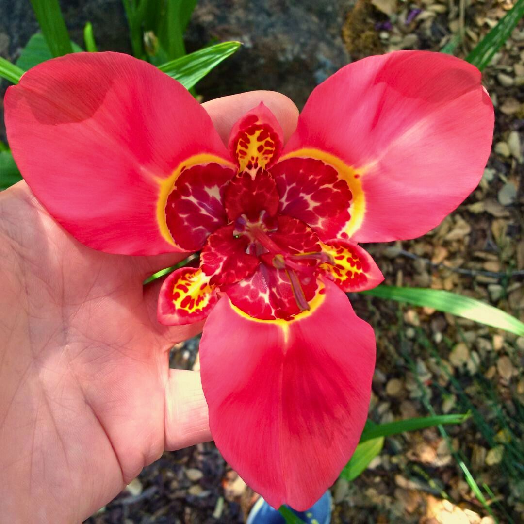 Mexican Shellflower— Spring Bulb 🌱
