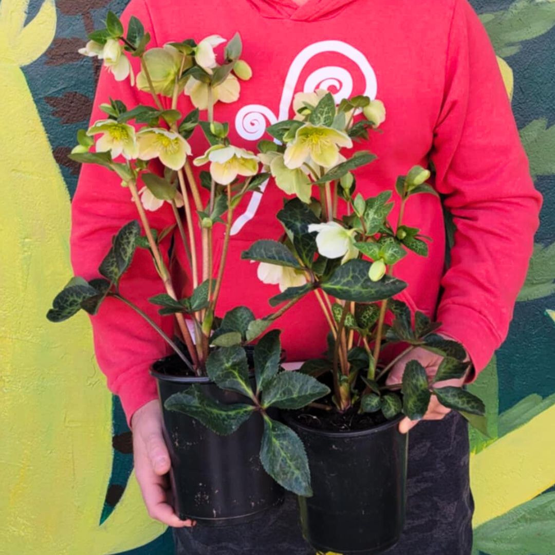 Molly's White - Hellebores (Fiddleheads Signature Series)