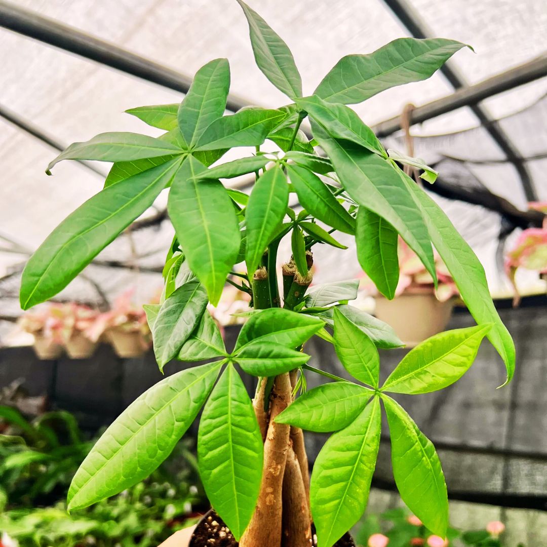 'Lucky Charm' Money Tree