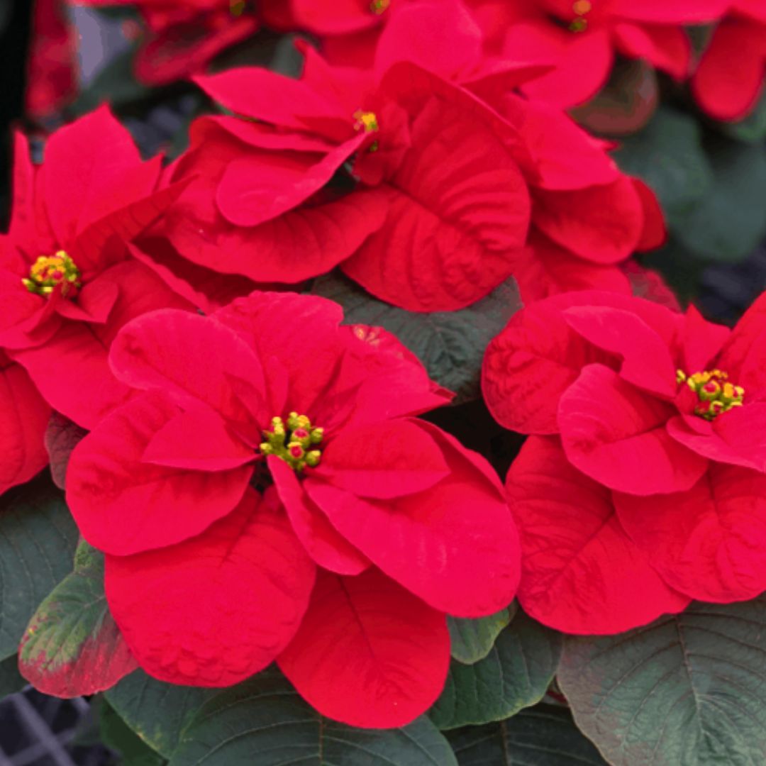 'Merry Mouse Ears' Poinsettia