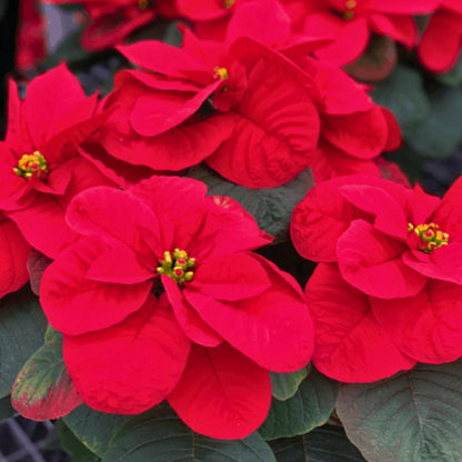 'Merry Mouse Ears' Poinsettia