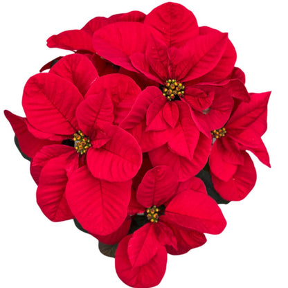 'Merry Mouse Ears' Poinsettia