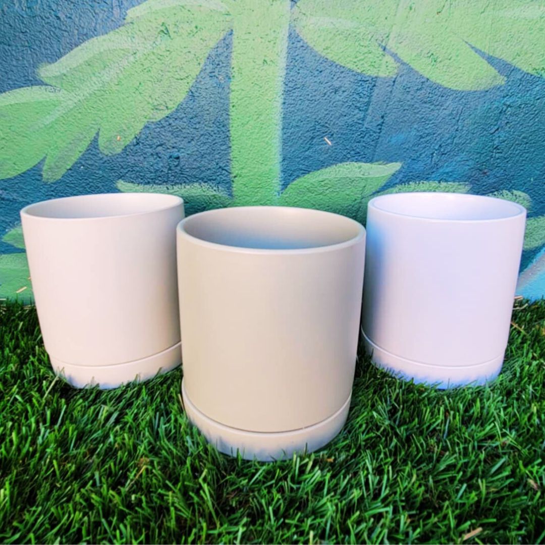 'Lucky Charm' Money Tree