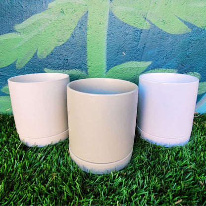 'Lucky Charm' Money Tree