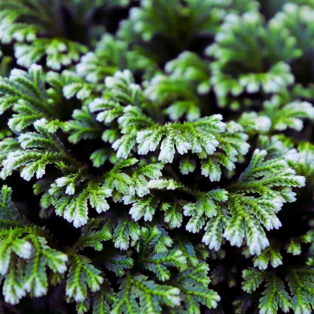 Frosty Ferns