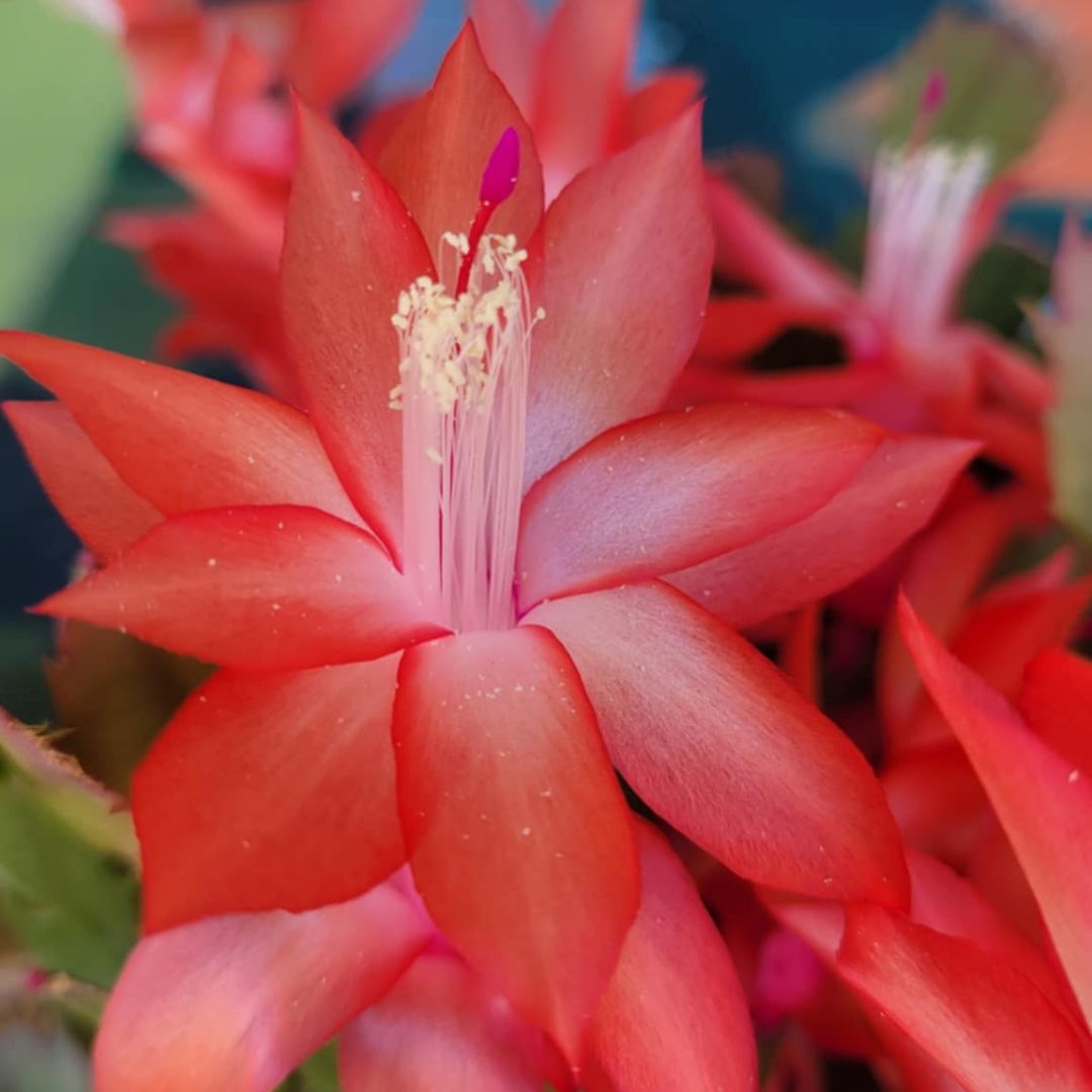 Deck The Fronds - Christmas Cactus