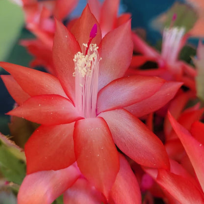 Deck The Fronds - Christmas Cactus