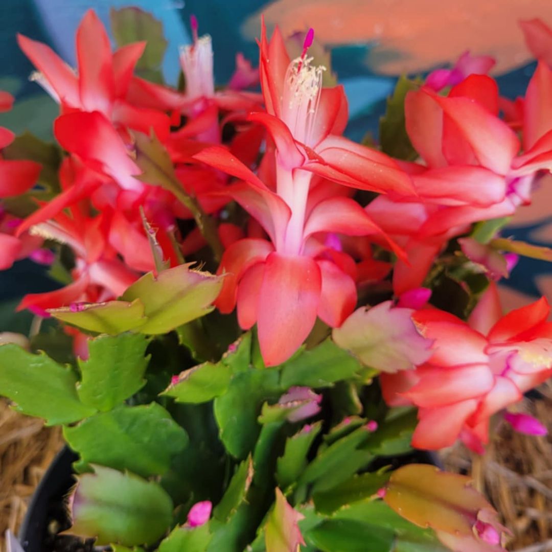 Deck The Fronds - Christmas Cactus