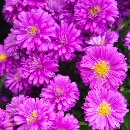 Purple & Pink Henry Aster Trio