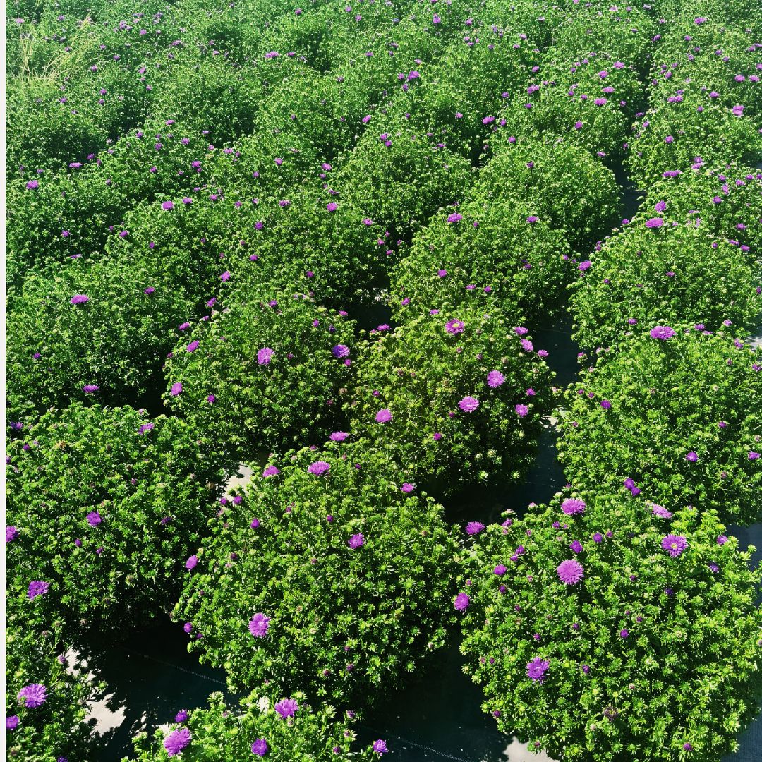 Purple Henry Aster