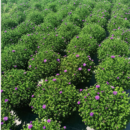 Purple Henry Aster