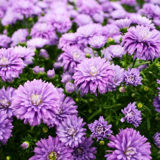 Purple Henry Aster