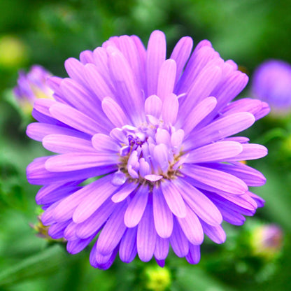 Purple Henry Aster