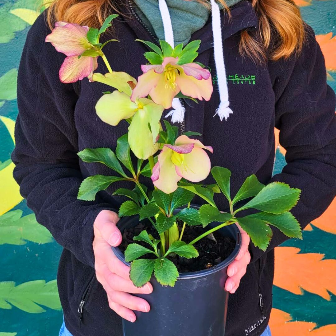 Paris In Pink— Hellebores (Honeymoon Series)