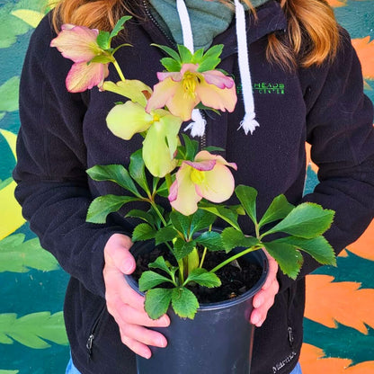 Paris In Pink— Hellebores (Honeymoon Series)