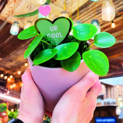 Pilea 🪴