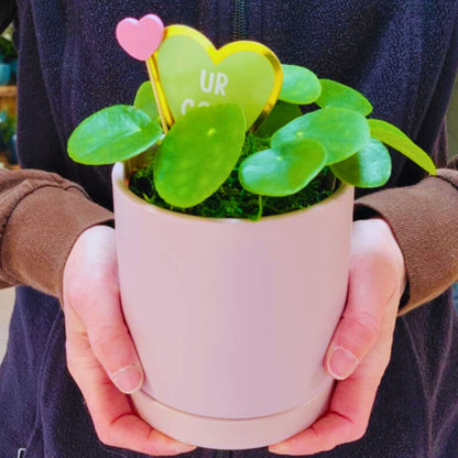Pilea 🪴