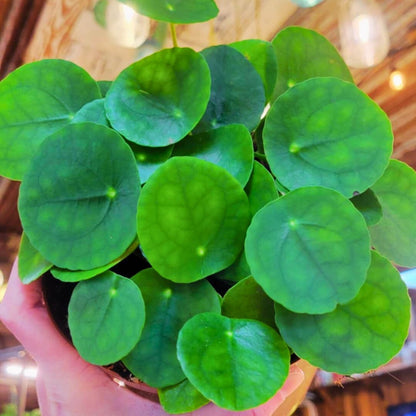 Pilea 🪴