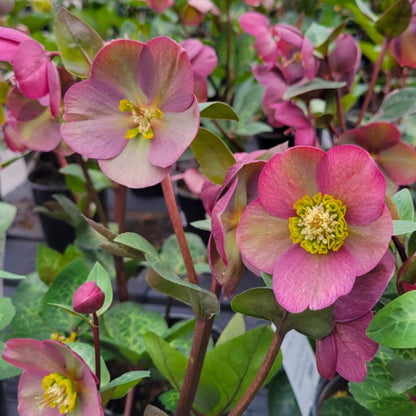 Pippa's Purple - Hellebores (Fiddleheads Signature Series)