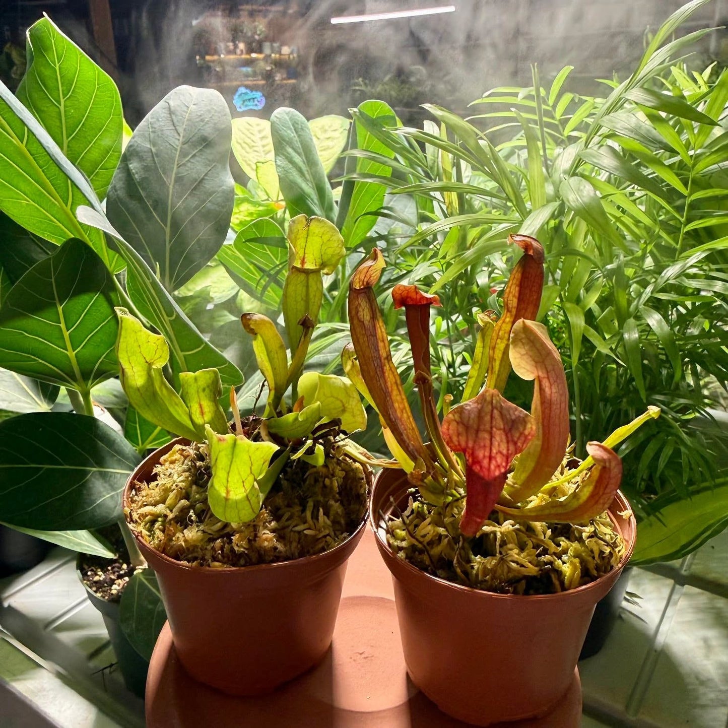 Purple Pitcher Plant