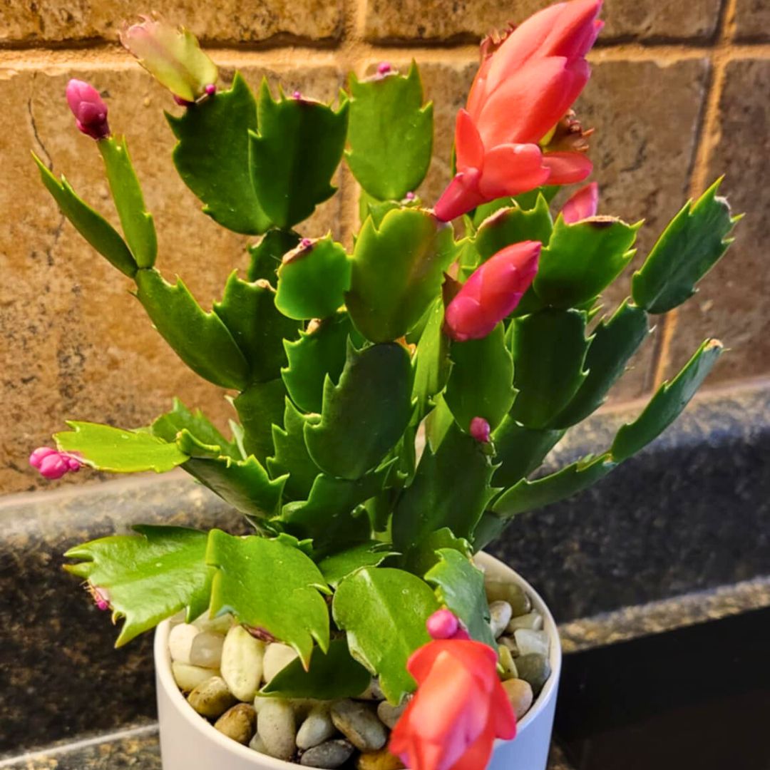Deck The Fronds - Christmas Cactus