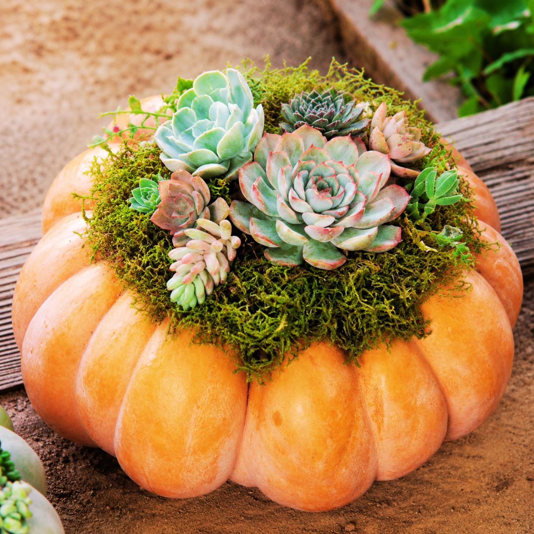 Succulent Pumpkins