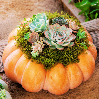 Succulent Pumpkins