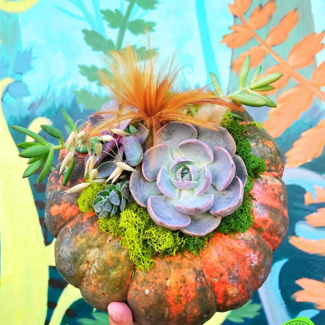 Succulent Pumpkins
