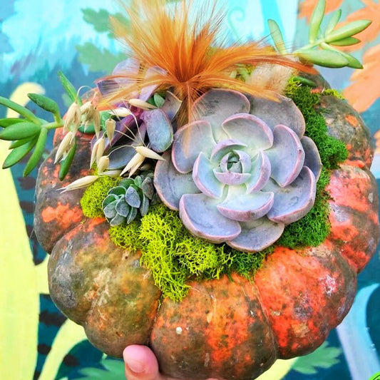 Succulent Pumpkins