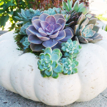 Succulent Pumpkins