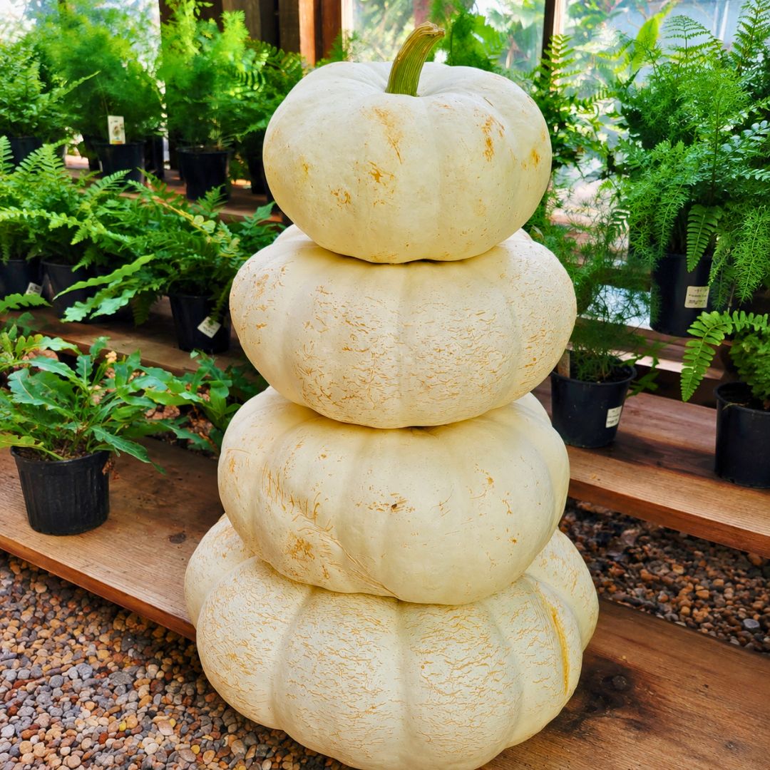 Pumpkin Stacks