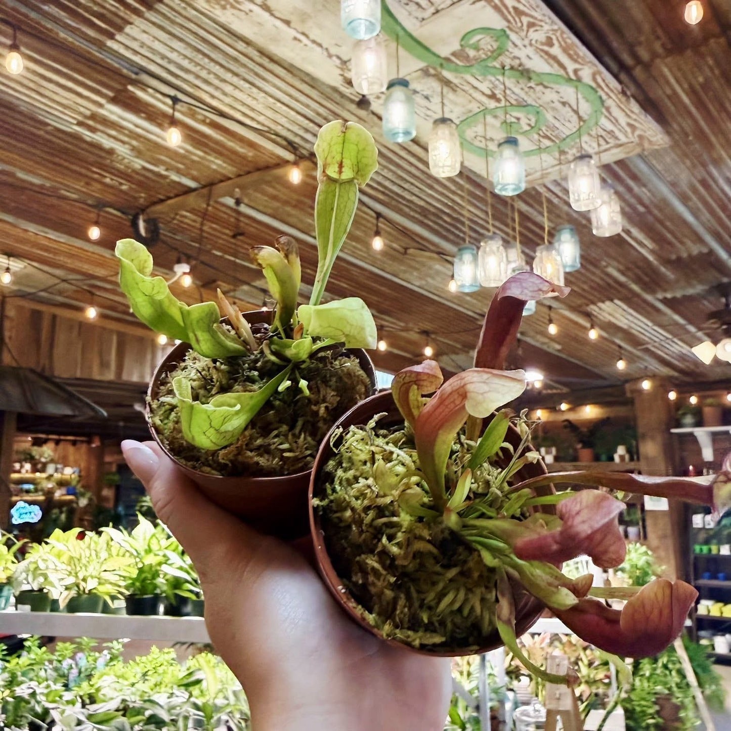 Purple Pitcher Plant