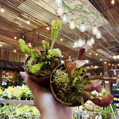 Purple Pitcher Plant