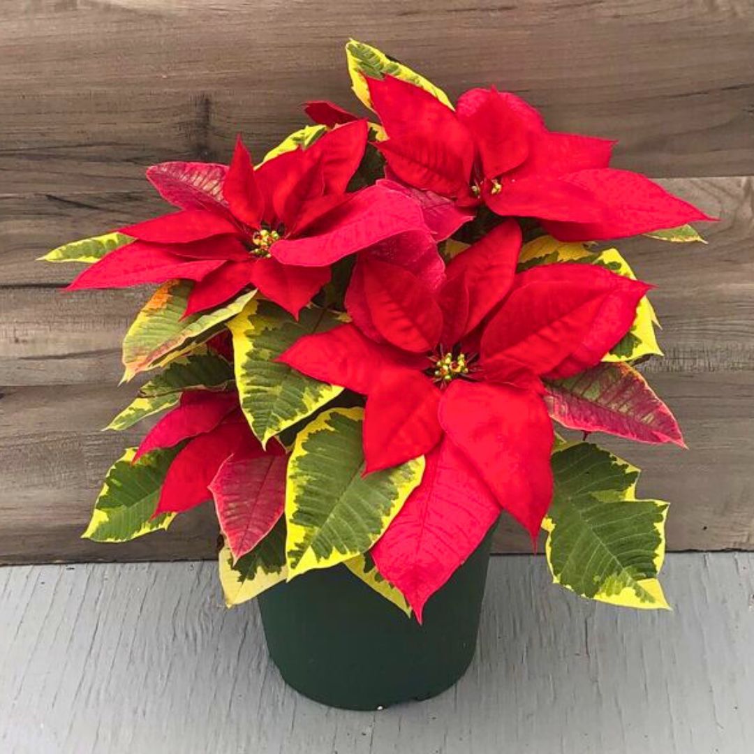 'The Fiddlefied' Poinsettia