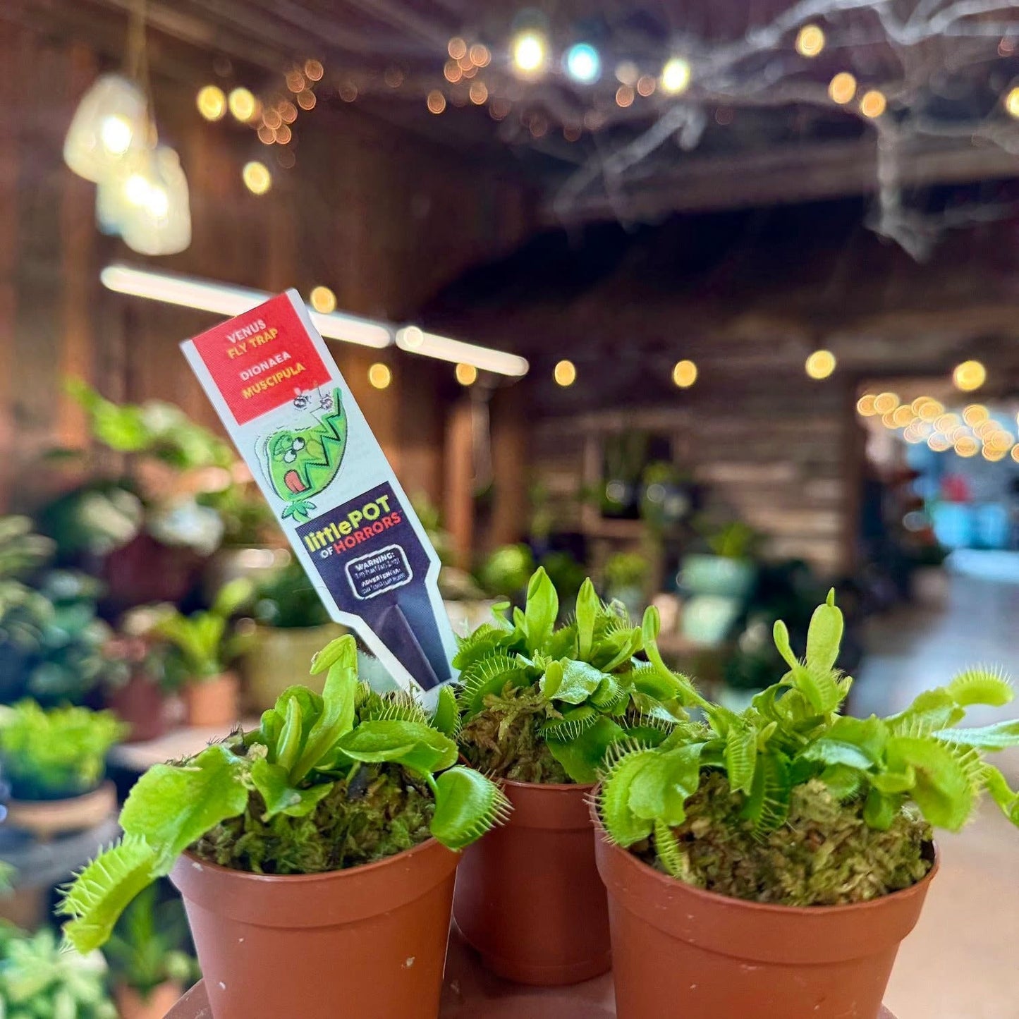 Venus Fly Trap