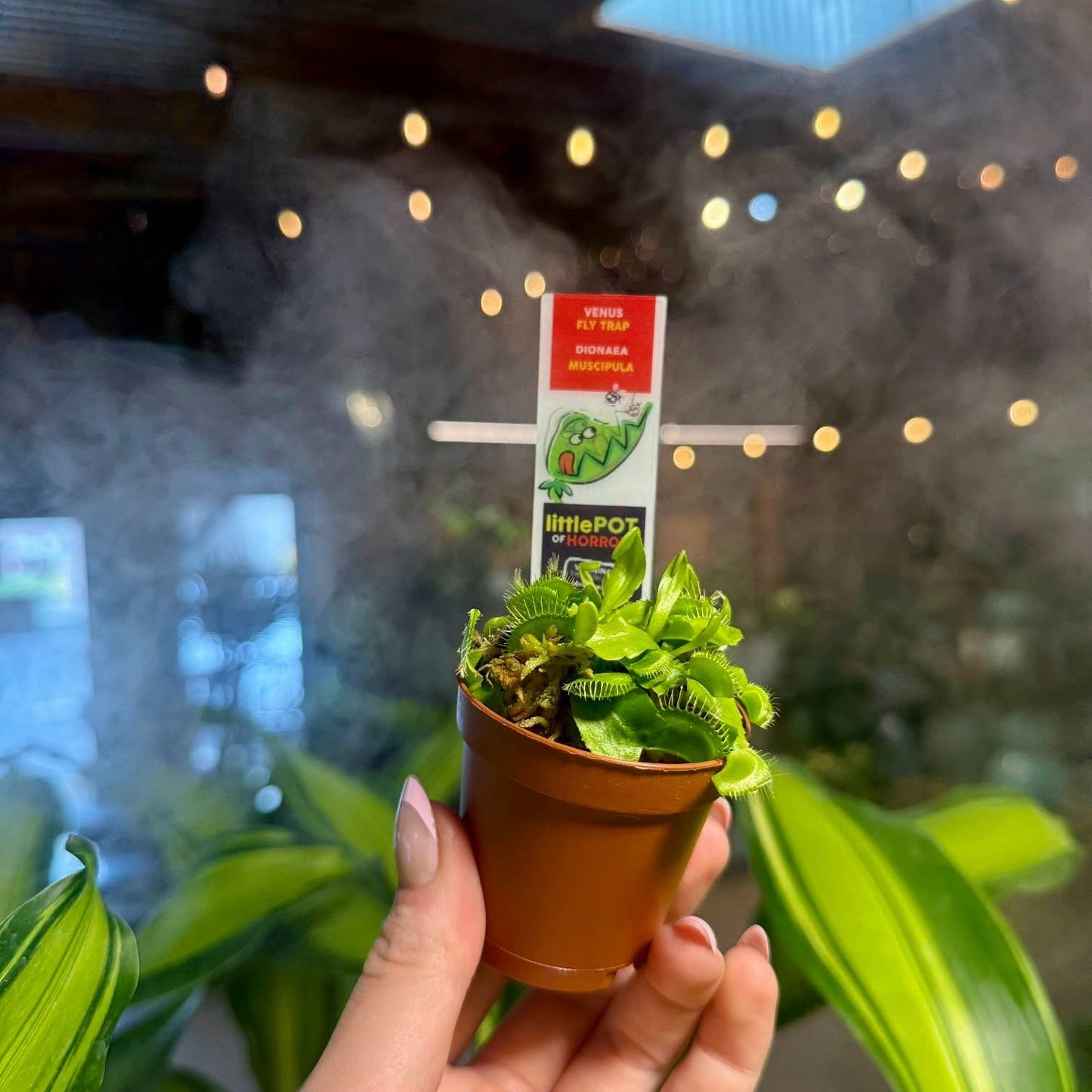 Venus Fly Trap