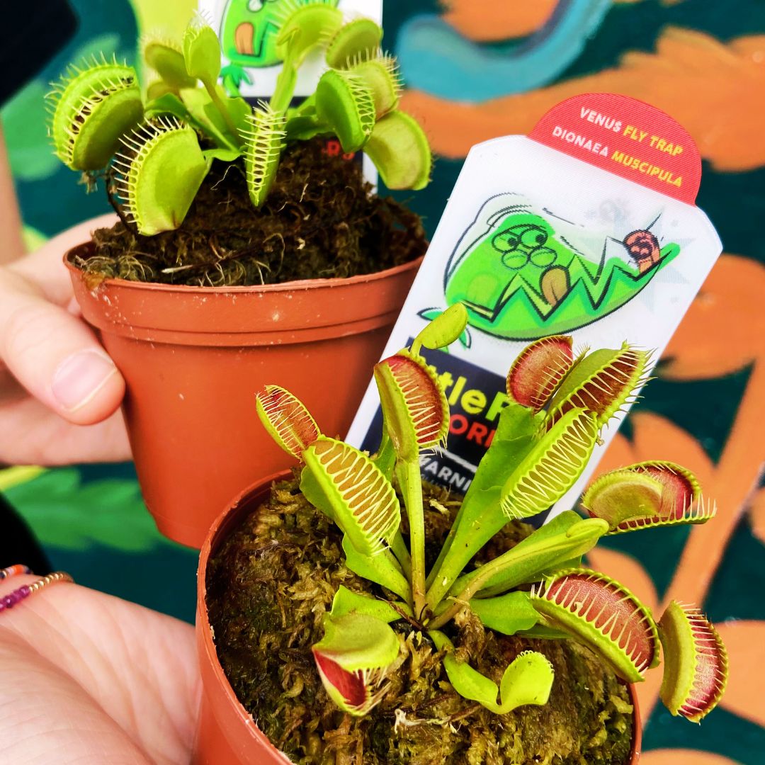 Venus Fly Trap 🪴