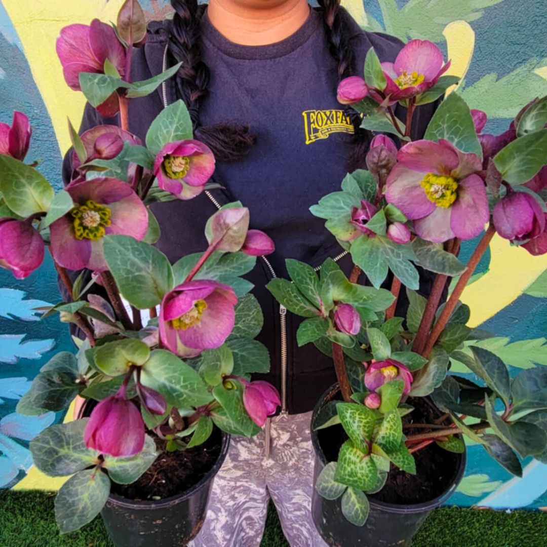 Vibey Velvet - Hellebores (Fiddleheads Signature Series)