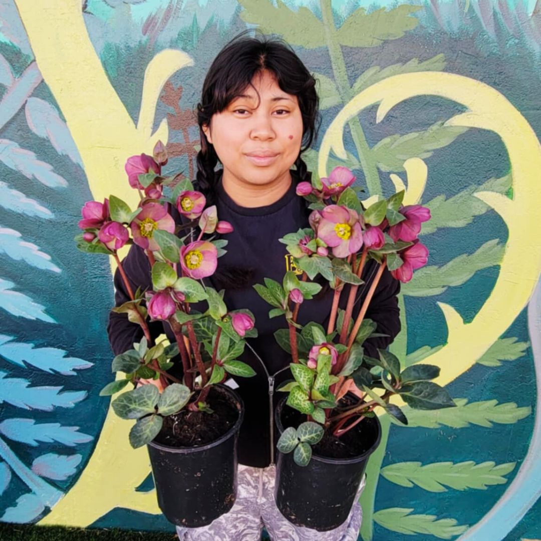 Vibey Velvet - Hellebores (Fiddleheads Signature Series)