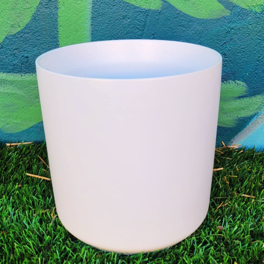 'Lucky Charm' Money Tree