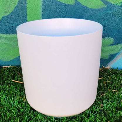 'Lucky Charm' Money Tree