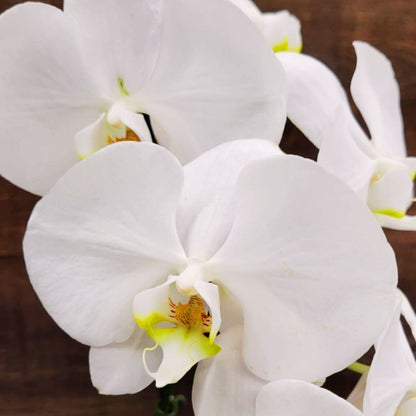 Jolly & Bright Orchids