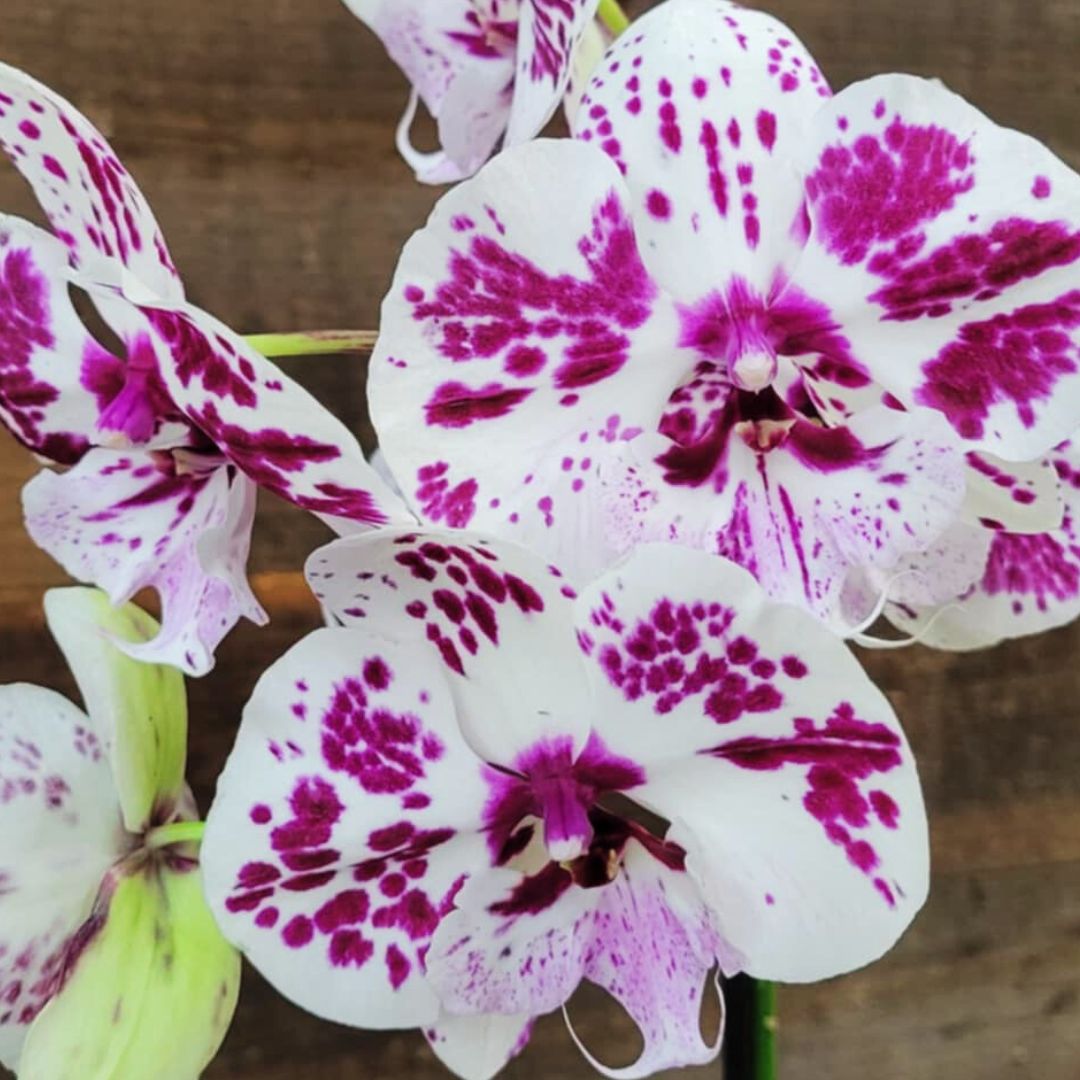 Jolly & Bright Orchids