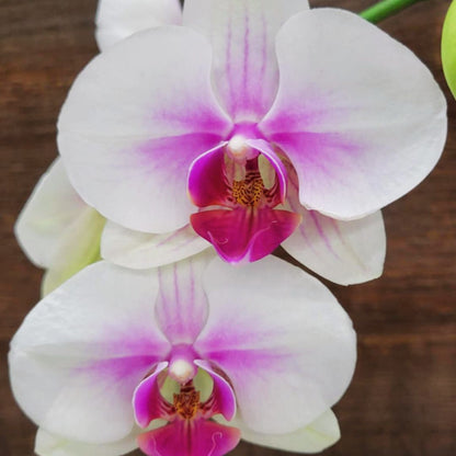 Jolly & Bright Orchids